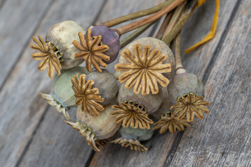 Schlafmohnkapeln Gerocknet