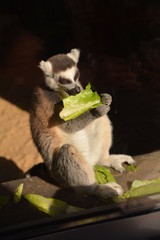 Lemur katta (Lemur catta) © robert6666