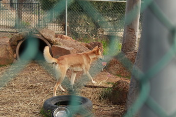 Australian dingo inside green fences