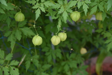 Balloon vine is also known as 