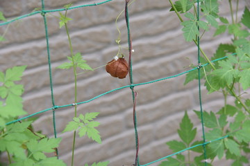 Balloon vine is also known as 