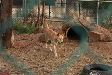 Australian dingo inside green fences