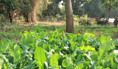 a small spinach plantation garden.