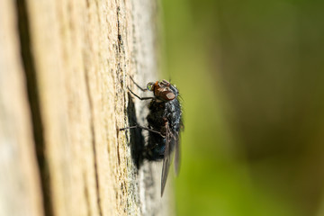 Close up of a Fly blowing a bubble