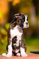Cute tiger puppy breed boxer in autumn Park.