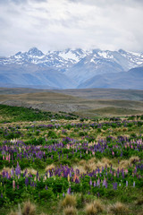 Lupins Wanaka South Island New Zealand with snow capped mountain