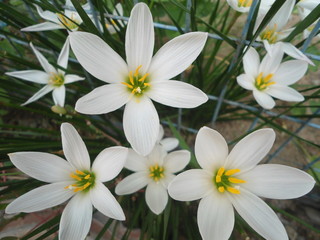 flowers