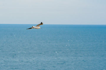 blue sky and flying stork