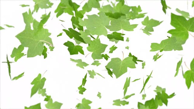 Green ivy leaves falling in the wind