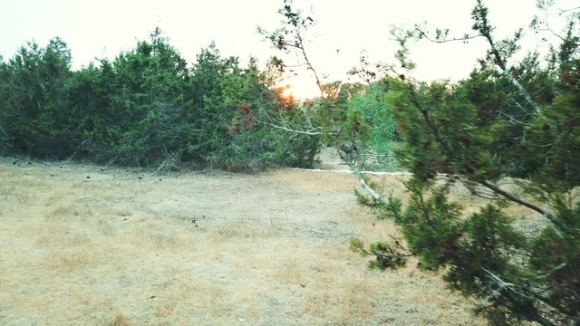 Sunset From The Maritime Pines