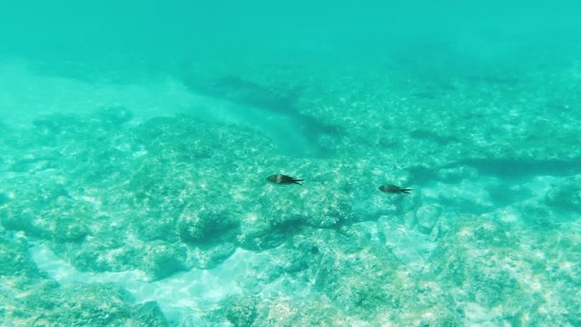 Some Fish Under the Sea