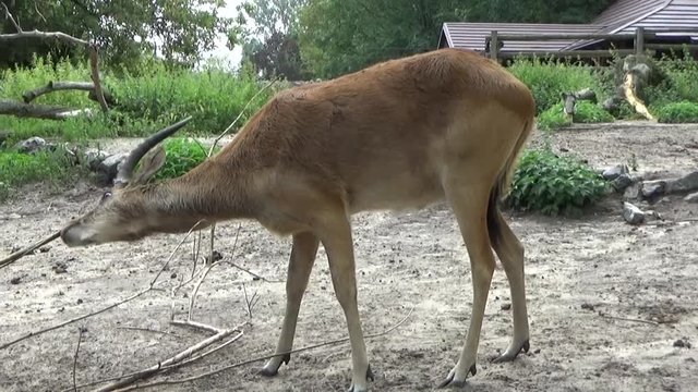 Kob nilowy (Kobus megaceros) - gatunek antylopy