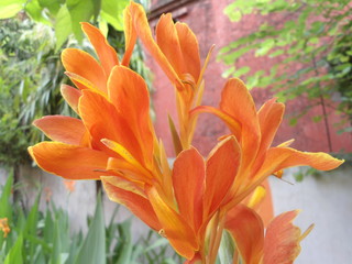a typical indian banana flower