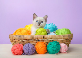 Adorable tiny siamese baby kitten with blue eyes sitting in a basket of yarn on wood floor with...