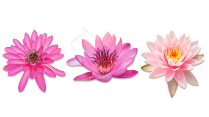 pink lotus flower on white background