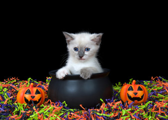 Adorable blue eyed siamese kitten sitting in a cauldron with happy Jack o Lanterns, orange, green, purple and black confetti below and black background. Fun Halloween animal antics. © sheilaf2002