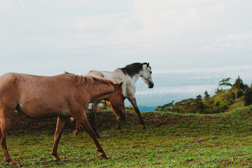 Una fotografía de ensueño con caballos.
