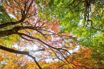 yellow maple tree in autumn