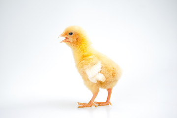 chick or little chicken isolated on white background  Agriculture, farm and Livestock Concept