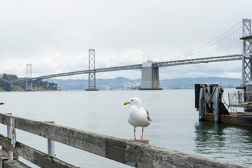 Seagulls in the bay of San Francisco, United States.