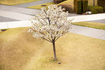 Spring flowers series Beautiful Cherry blossom or sakura flower at public garden park in Ariake town at Koto city in Tokyo, Japan