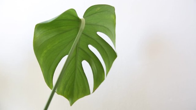 Single heart shaped split leaf philodendron leaf blowing in breeze indoors. Interior house plant home decor. Natural light with white background.