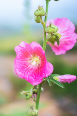 pink flower in the garden