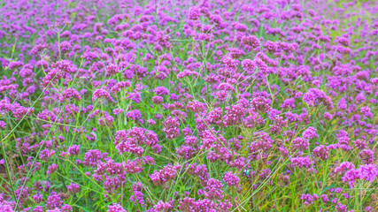 Fototapeta premium field of pink flowers