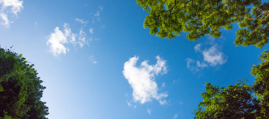 tree and blue sky