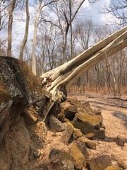 Fallen tree in jungle