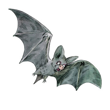 Flying bat with vampire teeth. Watercolor illustration