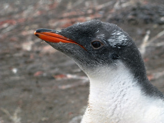 Gentoo Chick