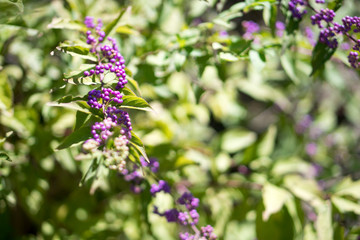 Callicarpa japonica, East Asian beautyberry or Japanese beautyberry