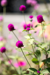 Purple Globe Amaranth in the garden.