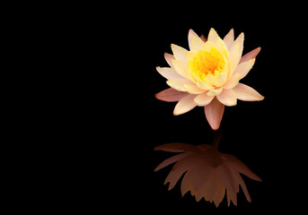 Beautiful pink lotus flower or Pink lily flower blossom (waterlily) with yellow pollen on surface and water reflection, isolated on black background with clipping path.