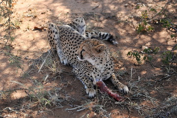 Naklejka na ściany i meble Cheetah eats in the savannah. Namibia.