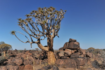 Aloe tree at sunset in the Namib desert.