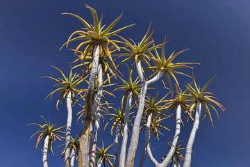 Aloe tree at sunset in the Namib desert.