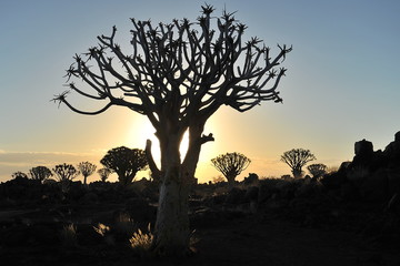 Fototapeta na wymiar Aloe tree at sunset in the Namib desert.