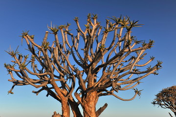 Aloe tree at sunset in the Namib desert.