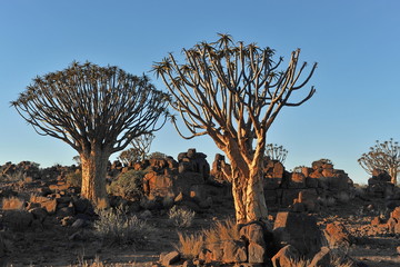 Aloe tree at sunset in the Namib desert.