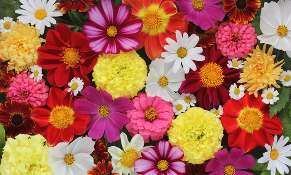 beautiful floral banner, background of garden flowers.
