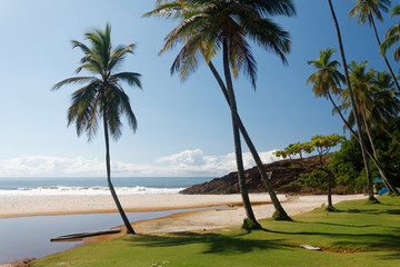 Brazylijska plaża z palmami