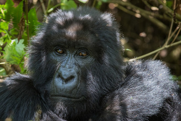 Gorilla