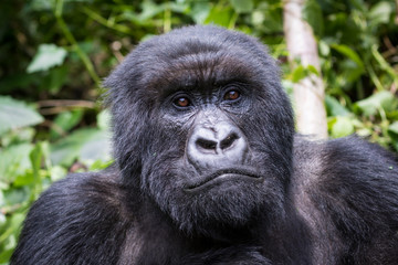 Gorilla