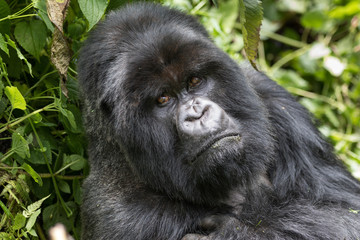 Gorilla silverback