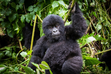 Gorilla