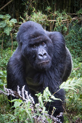 Gorilla
