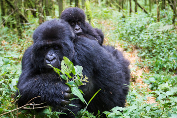 Gorilla mum