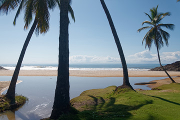 Brazylijska plaża z palmami